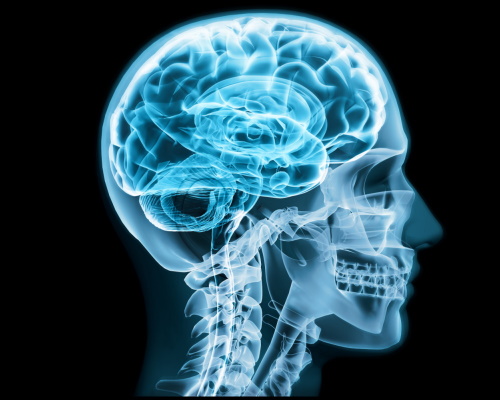 Illustration of the skull and brain