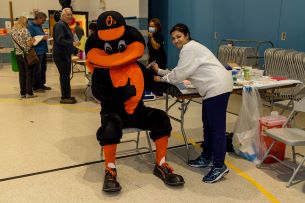 Baltimore Oriole Bird Gets Flu Shot 