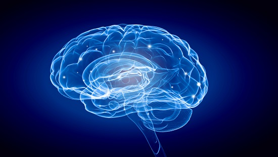 Medical illustration of brain 