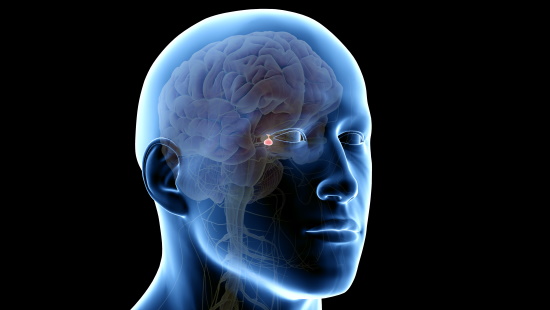Illustration showing the pea-size pituitary gland behind the eyes in the center of the brain