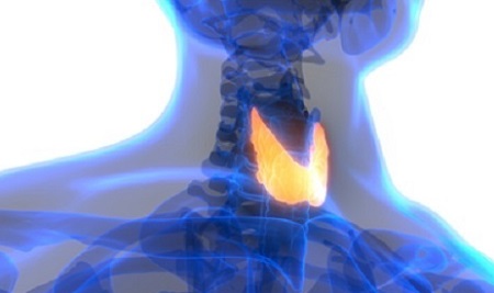 location of thyroid photo