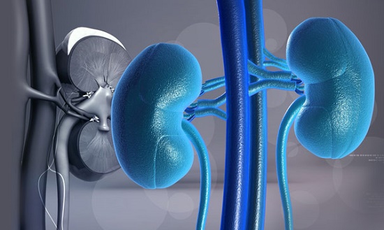 Nephrology photo of kidneys
