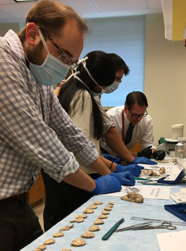 Dr. Peter Crino, far right, looks at animal brain dissections with UMMC's neurology residents