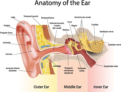Anatomy of the ear including the outer ear, middle ear and inner ear