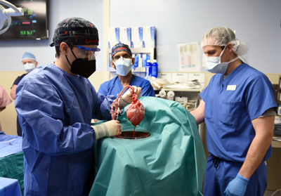 Porcine to Human Cardiac Xenotransplantation