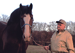 Photo of Richard Stansbury with one of his 20 Clydesdales