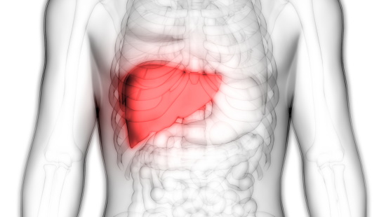 Illustration of the liver in the body