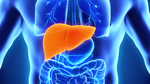 Image showing where in the body the liver is located