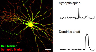Green cell markers and red synaptic markers