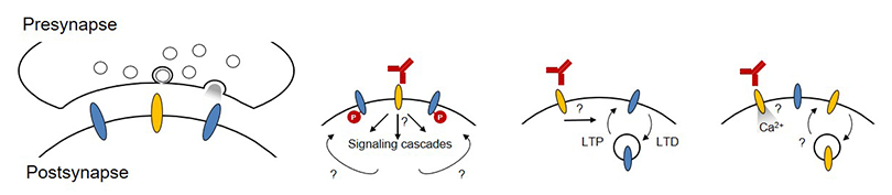 Illustrations of presynapse and postsynapse and signaling cascades
