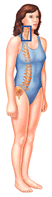 Illustration showing where the cervical spine is in the neck