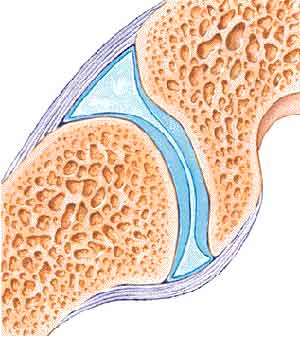illustration of articular cartilage