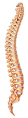 illustration of the spine