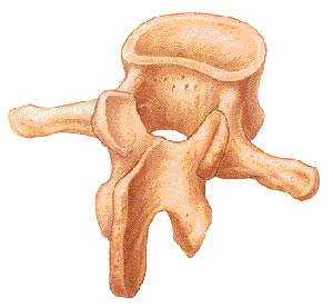 illustration of a facet joint in the vertebrae