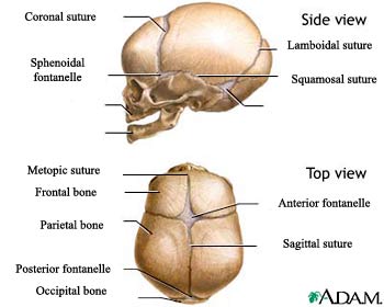 Medical illustration of a normal skull of the newborn