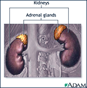 Medical illustration of the kidneys and adrenal glands