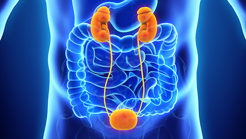 Kidney diagram in abdomen