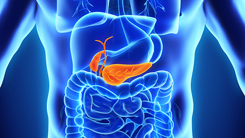 Pancreas diagram in abdomen