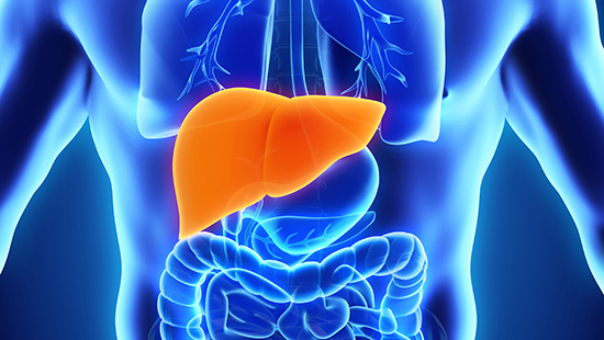 Artistic rendering of a liver in the human body