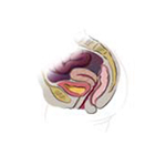 Medical illustration of normal uterine anatomy