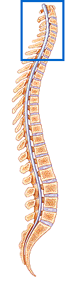 The Parts of the Cervical Spine and How They Work