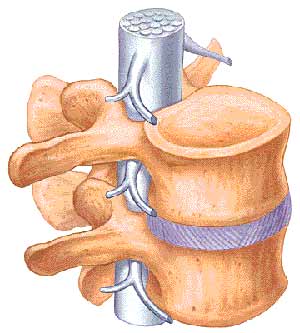 illustration of a spinal segment